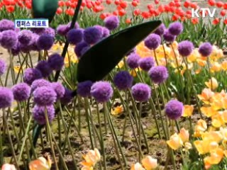 고양꽃박람회, 2억 송이 꽃의 향연