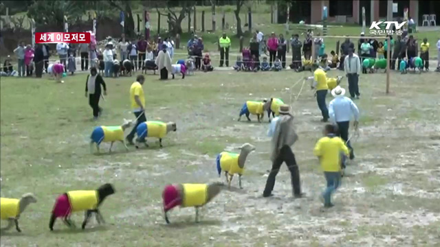 '양들의 축구' 브라질 월드컵 기념 이색 경기 [세계 이모저모]