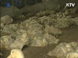 "AI 바이러스 철새가 유입, 사람이 확산"