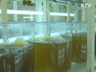 '주문진 가리비' 찾았다