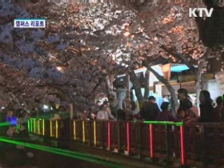 진해 군항제 벚꽃 절정…주말 100만명 운집