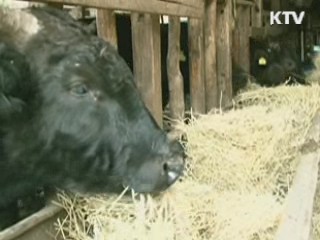 BSE 조사단 귀국···오늘 오후 결과 발표