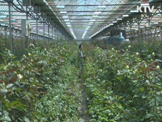 국산 장미 보급률 '껑충'…로열티 '절반'