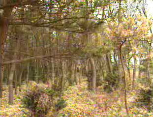 내 나무 갖기 캠페인