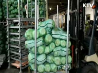 오늘부터 김장재료 부정수입 특별단속
