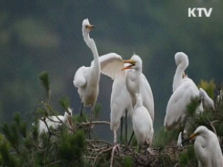 백로·왜가리 집단 번식지 전국 148곳 확인