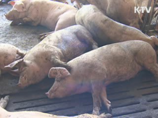 울산 구제역 발생지역 가축 이동제한 해제