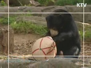 스쿠터 타는 두 살배기 강아지