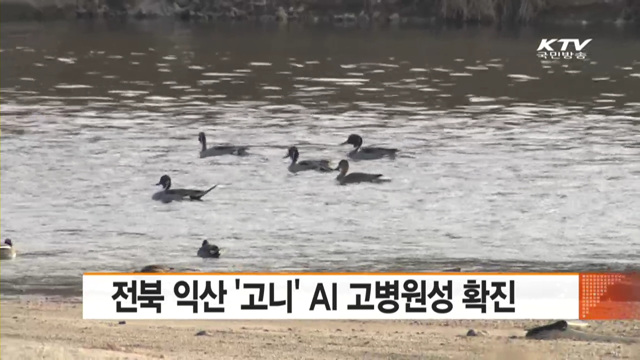 전북 익산 '고니' AI 고병원성 확진