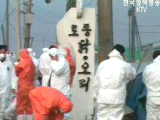 천안 AI,본격 매몰 처분 시작