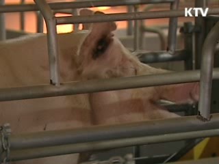 방역 검역 철저 가축농가 보호