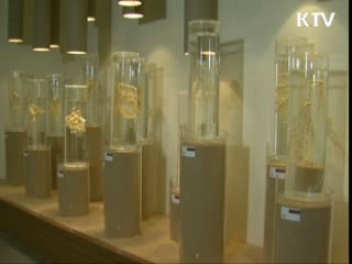 명품홍삼, 고려인삼의 자존심을 세우다 [이것이 최고]