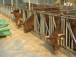 국내 축산물 항생제 사용 36% 감소