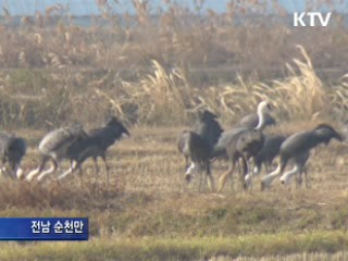 겨울 철새 개체 수 늘었다