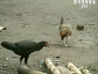 태국, 전국에 조류 인플루엔자 비상령