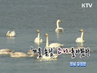 '겨울 손님' 고니 돌아왔다