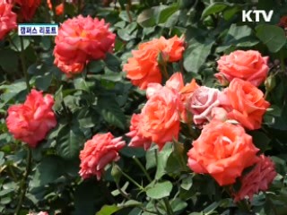 형형색색 장미의 향연 [캠퍼스 리포트]