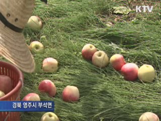 태풍에 과실농가 낙과 피해…복구 시작