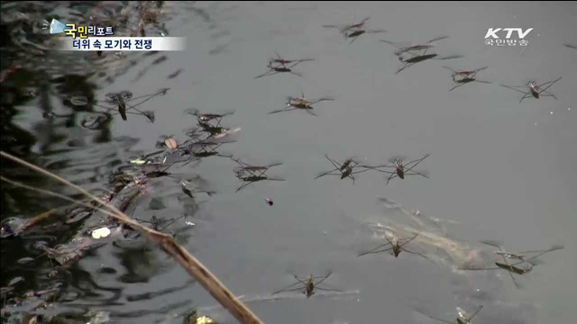 때 이른 더위 모기 기승…말라리아 퇴치 작전