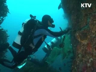 전국 연안 대규모 '바다숲' 조성