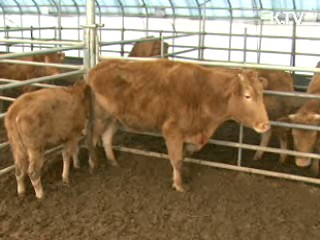 안동 한우농가 3곳 구제역 추가 발생