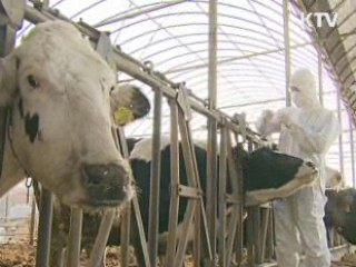 경기 여주·이천·양평도 '구제역 백신'