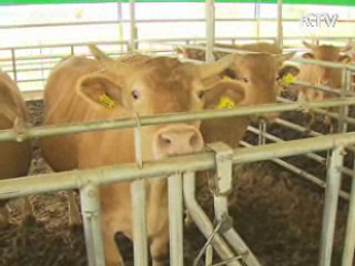 파주 한우 농가서 구제역 의심 신고