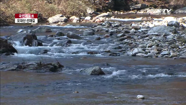 자연 치유의 길 '오대산 선재길' [국민리포트]