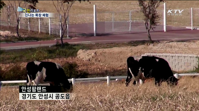 이국적인 풍광 속 목장 체험 즐겨요