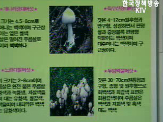 독버섯 주의하세요