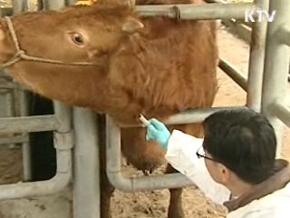 한우 유전체 완전 해독···세계 3번째