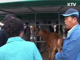 한우값 1마리 584만원…역대 최고