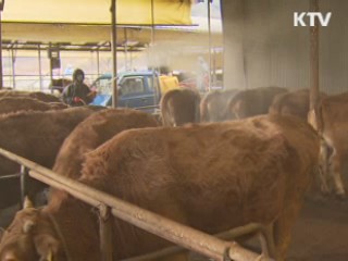 "AI 바이러스 철새가 유입, 사람이 확산"