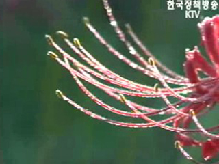 꽃 무릇(상상화) 타오르는 선운산 가을