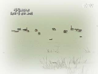 우리땅 우리바다 - 우포습지