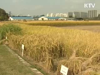 농작물 재해보험에 '벼' 추가