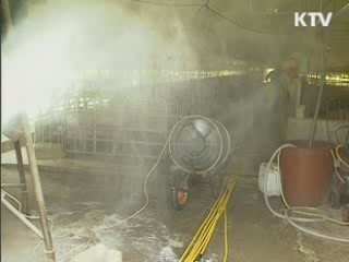 돼지 신종플루 국내 감염 확인