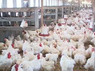   AI 위기경보 '경계'로 격상 