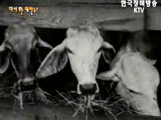 미국에서 소 168두 도착(`57)