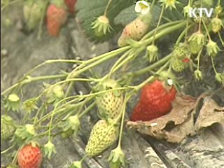 폭설피해 복구비 20억원 긴급 지원