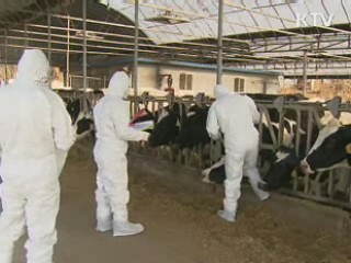 구제역 백신, 16일부터 접종 대상 전국 확대