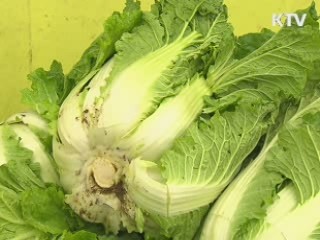 "올해 김장철 채소류 안정적 수급 전망"