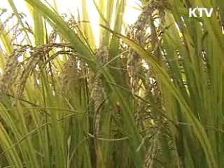 농작물 재해보험에 '벼' 추가