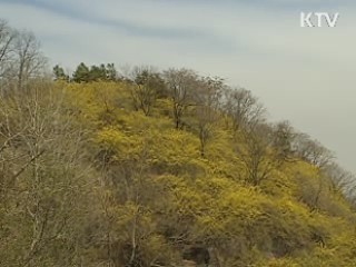 닷새 빠른 개화, 봄꽃 보러 오세요