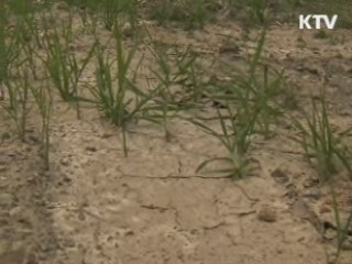 "농작물 수급상황 양호…다음주 최대 고비"