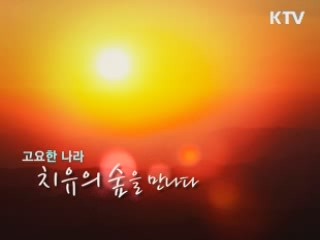 고요한 나라, 치유의 숲을 만나다