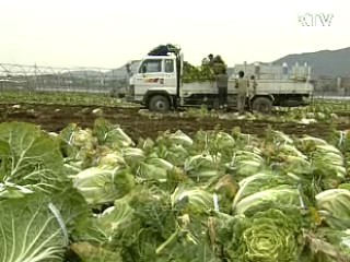 배추 비축물량 방출...가격안정 추진
