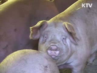 구제역-AI 발생 지역, 개학 연기