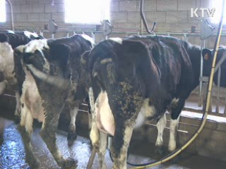 상위 1% 국내 씨젖소···비용 절감 기대