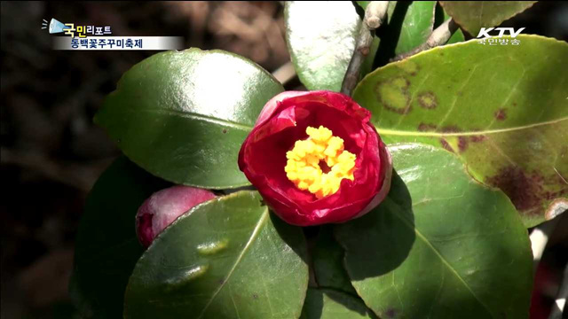 동백꽃, 싱싱한 주꾸미로 봄을 느껴요!